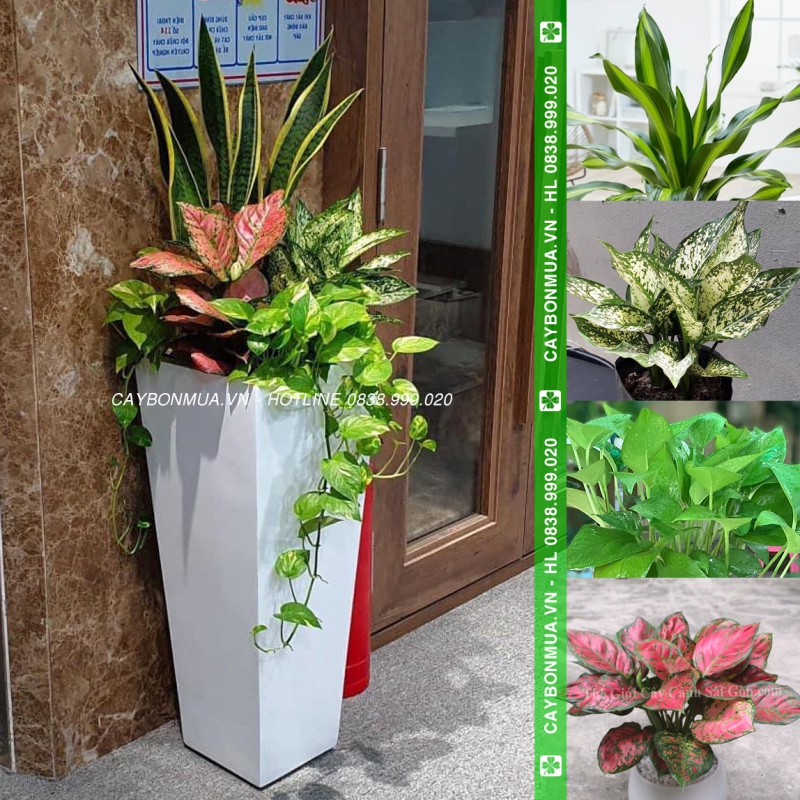 [Mẫu 3] Cây lưỡi hổ mix 4 loại - chậu xi măng.
